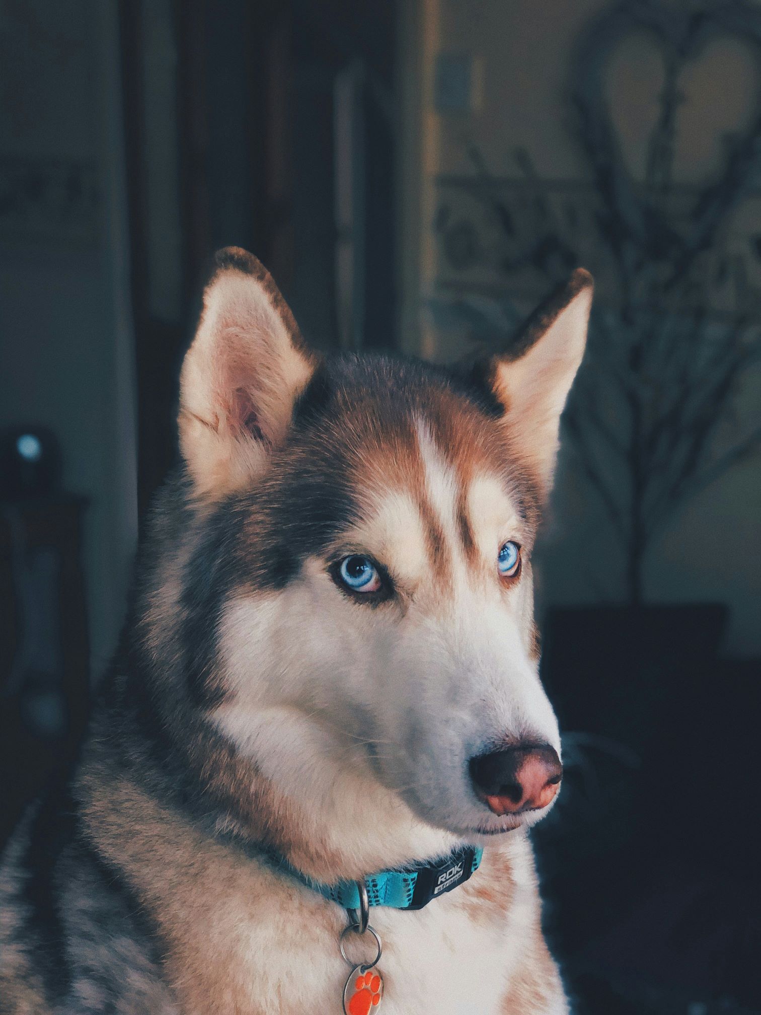 dog 1