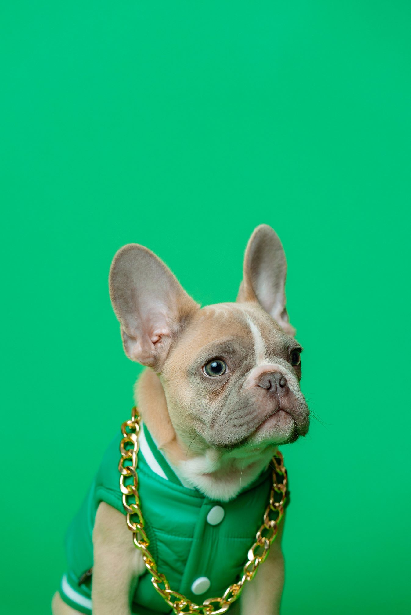 dog 2