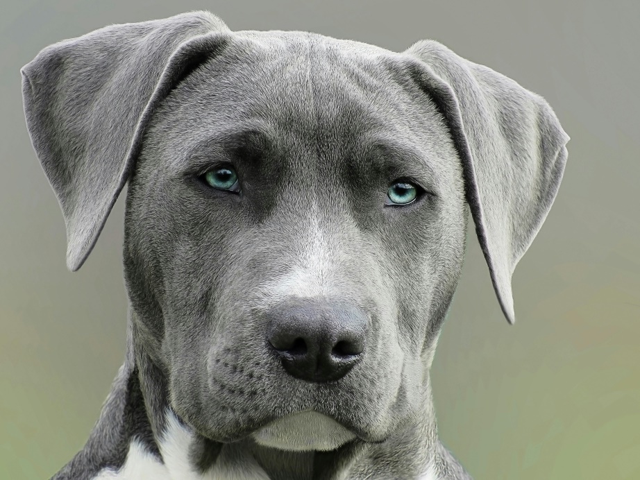 dog 3