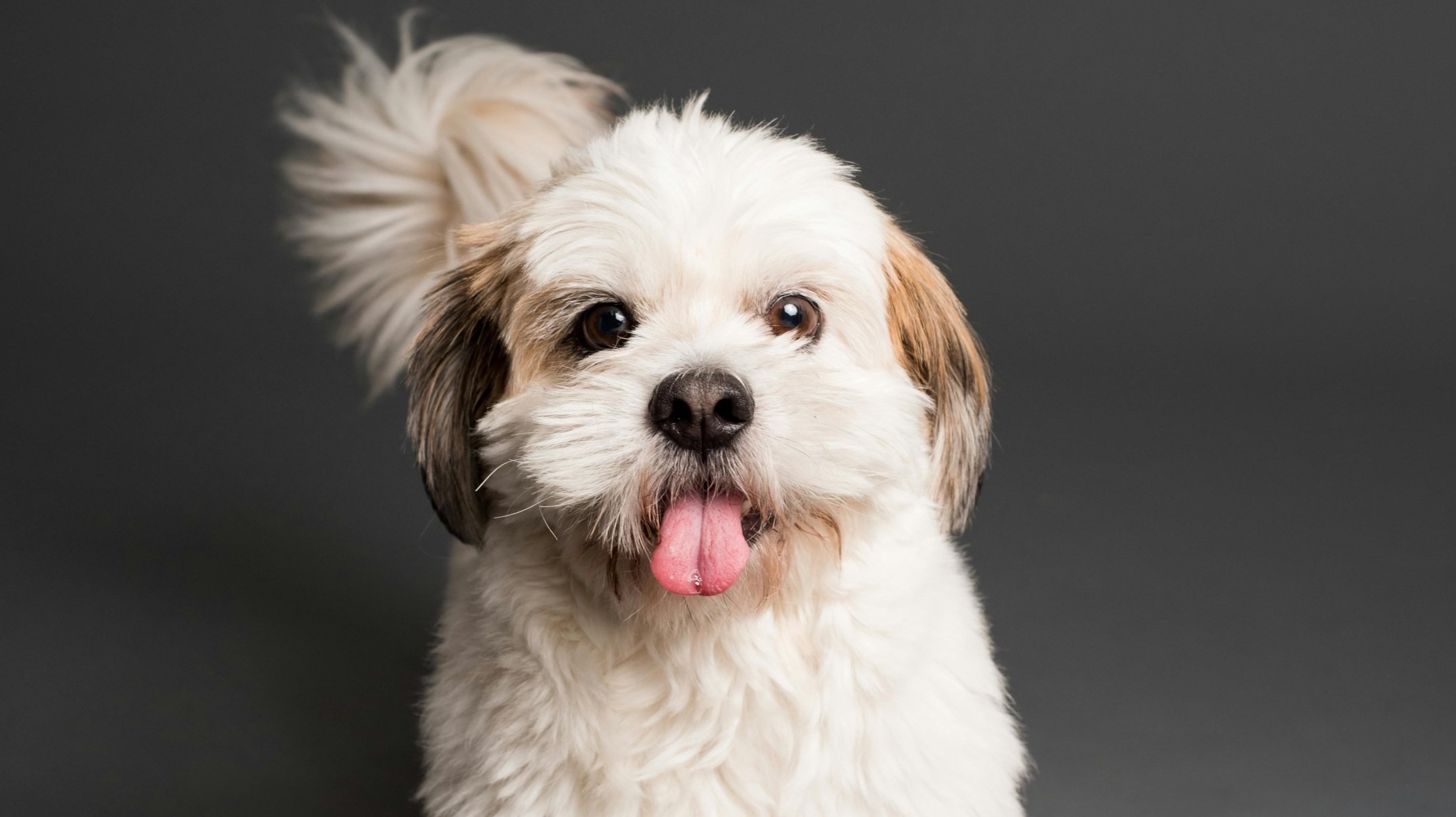dog 4